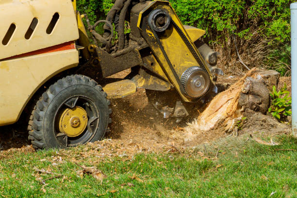 Best Tree Trimming and Pruning  in USA